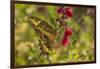 USA, Arizona, Sonoran Desert. Swallow-tailed butterfly on Penstemon flower.-Jaynes Gallery-Framed Photographic Print