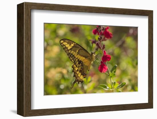 USA, Arizona, Sonoran Desert. Swallow-tailed butterfly on Penstemon flower.-Jaynes Gallery-Framed Photographic Print
