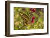 USA, Arizona, Sonoran Desert. Swallow-tailed butterfly on Penstemon flower.-Jaynes Gallery-Framed Photographic Print