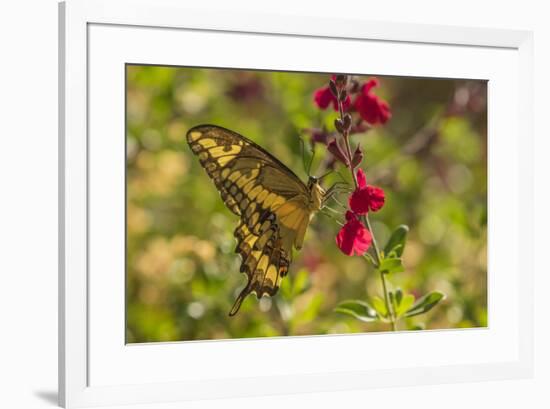 USA, Arizona, Sonoran Desert. Swallow-tailed butterfly on Penstemon flower.-Jaynes Gallery-Framed Premium Photographic Print