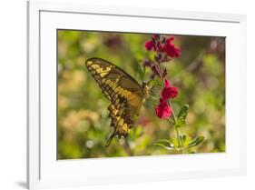 USA, Arizona, Sonoran Desert. Swallow-tailed butterfly on Penstemon flower.-Jaynes Gallery-Framed Premium Photographic Print