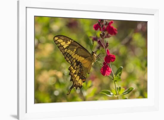 USA, Arizona, Sonoran Desert. Swallow-tailed butterfly on Penstemon flower.-Jaynes Gallery-Framed Premium Photographic Print