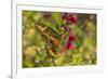 USA, Arizona, Sonoran Desert. Swallow-tailed butterfly on Penstemon flower.-Jaynes Gallery-Framed Premium Photographic Print