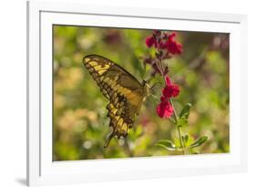 USA, Arizona, Sonoran Desert. Swallow-tailed butterfly on Penstemon flower.-Jaynes Gallery-Framed Premium Photographic Print