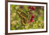 USA, Arizona, Sonoran Desert. Swallow-tailed butterfly on Penstemon flower.-Jaynes Gallery-Framed Premium Photographic Print