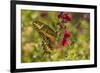 USA, Arizona, Sonoran Desert. Swallow-tailed butterfly on Penstemon flower.-Jaynes Gallery-Framed Premium Photographic Print