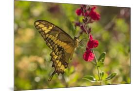 USA, Arizona, Sonoran Desert. Swallow-tailed butterfly on Penstemon flower.-Jaynes Gallery-Mounted Premium Photographic Print