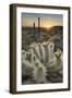 USA, Arizona. Teddy Bear Cholla cactus illuminated by the setting sun, Superstition Mountains.-Alan Majchrowicz-Framed Photographic Print