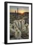 USA, Arizona. Teddy Bear Cholla cactus illuminated by the setting sun, Superstition Mountains.-Alan Majchrowicz-Framed Photographic Print