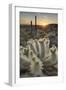 USA, Arizona. Teddy Bear Cholla cactus illuminated by the setting sun, Superstition Mountains.-Alan Majchrowicz-Framed Photographic Print