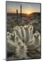 USA, Arizona. Teddy Bear Cholla cactus illuminated by the setting sun, Superstition Mountains.-Alan Majchrowicz-Mounted Photographic Print
