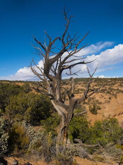 USA, Arizona, Tsegi, Navajo National Monument, Gnarled Tree On Sandal Trail'  Photographic Print - Bernard Friel | AllPosters.com