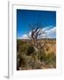 USA, Arizona, Tsegi, Navajo National Monument, Gnarled Tree On Sandal Trail-Bernard Friel-Framed Photographic Print