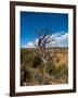 USA, Arizona, Tsegi, Navajo National Monument, Gnarled Tree On Sandal Trail-Bernard Friel-Framed Photographic Print