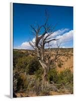 USA, Arizona, Tsegi, Navajo National Monument, Gnarled Tree On Sandal Trail-Bernard Friel-Framed Photographic Print