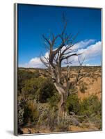 USA, Arizona, Tsegi, Navajo National Monument, Gnarled Tree On Sandal Trail-Bernard Friel-Framed Photographic Print