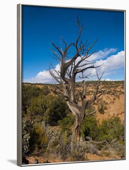 USA, Arizona, Tsegi, Navajo National Monument, Gnarled Tree On Sandal Trail-Bernard Friel-Framed Photographic Print