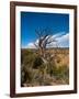 USA, Arizona, Tsegi, Navajo National Monument, Gnarled Tree On Sandal Trail-Bernard Friel-Framed Photographic Print