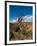 USA, Arizona, Tsegi, Navajo National Monument, Gnarled Tree On Sandal Trail-Bernard Friel-Framed Photographic Print