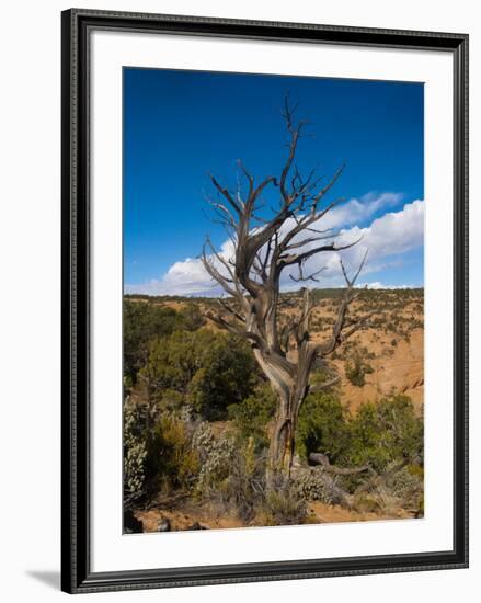 USA, Arizona, Tsegi, Navajo National Monument, Gnarled Tree On Sandal Trail-Bernard Friel-Framed Photographic Print