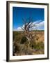USA, Arizona, Tsegi, Navajo National Monument, Gnarled Tree On Sandal Trail-Bernard Friel-Framed Photographic Print