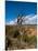 USA, Arizona, Tsegi, Navajo National Monument, Gnarled Tree On Sandal Trail-Bernard Friel-Mounted Photographic Print