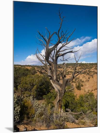 USA, Arizona, Tsegi, Navajo National Monument, Gnarled Tree On Sandal Trail-Bernard Friel-Mounted Photographic Print