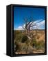 USA, Arizona, Tsegi, Navajo National Monument, Gnarled Tree On Sandal Trail-Bernard Friel-Framed Stretched Canvas