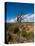 USA, Arizona, Tsegi, Navajo National Monument, Gnarled Tree On Sandal Trail-Bernard Friel-Stretched Canvas