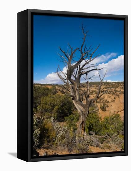 USA, Arizona, Tsegi, Navajo National Monument, Gnarled Tree On Sandal Trail-Bernard Friel-Framed Stretched Canvas