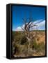 USA, Arizona, Tsegi, Navajo National Monument, Gnarled Tree On Sandal Trail-Bernard Friel-Framed Stretched Canvas