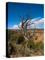 USA, Arizona, Tsegi, Navajo National Monument, Gnarled Tree On Sandal Trail-Bernard Friel-Stretched Canvas