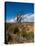 USA, Arizona, Tsegi, Navajo National Monument, Gnarled Tree On Sandal Trail-Bernard Friel-Stretched Canvas