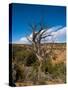 USA, Arizona, Tsegi, Navajo National Monument, Gnarled Tree On Sandal Trail-Bernard Friel-Stretched Canvas