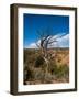 USA, Arizona, Tsegi, Navajo National Monument, Gnarled Tree On Sandal Trail-Bernard Friel-Framed Photographic Print