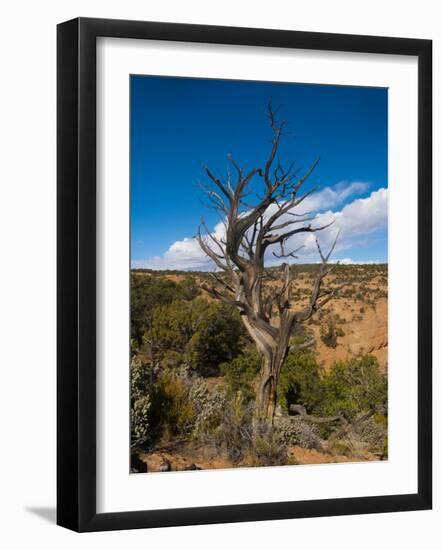 USA, Arizona, Tsegi, Navajo National Monument, Gnarled Tree On Sandal Trail-Bernard Friel-Framed Photographic Print