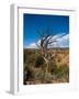 USA, Arizona, Tsegi, Navajo National Monument, Gnarled Tree On Sandal Trail-Bernard Friel-Framed Photographic Print