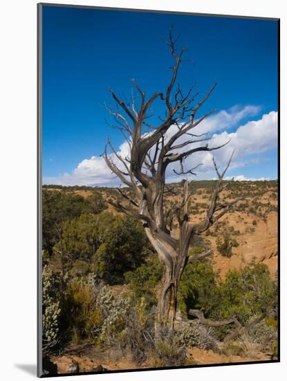 USA, Arizona, Tsegi, Navajo National Monument, Gnarled Tree On Sandal Trail-Bernard Friel-Mounted Photographic Print