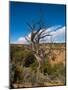 USA, Arizona, Tsegi, Navajo National Monument, Gnarled Tree On Sandal Trail-Bernard Friel-Mounted Photographic Print