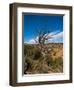 USA, Arizona, Tsegi, Navajo National Monument, Gnarled Tree On Sandal Trail-Bernard Friel-Framed Photographic Print