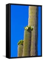 USA, Arizona, Tucson. Blooming cactus in Saquaro National Park.-Fred Lord-Framed Stretched Canvas