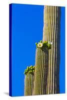 USA, Arizona, Tucson. Blooming cactus in Saquaro National Park.-Fred Lord-Stretched Canvas