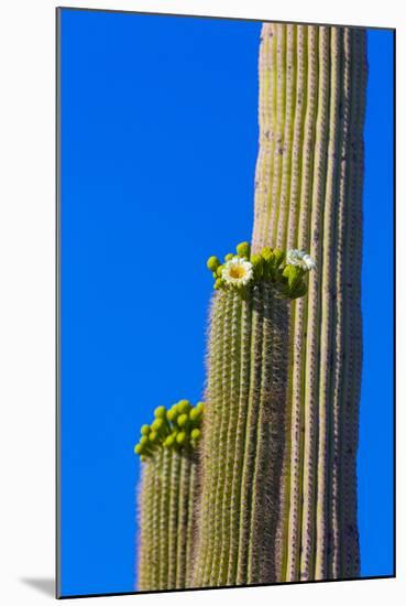 USA, Arizona, Tucson. Blooming cactus in Saquaro National Park.-Fred Lord-Mounted Photographic Print