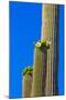 USA, Arizona, Tucson. Blooming cactus in Saquaro National Park.-Fred Lord-Mounted Photographic Print