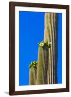 USA, Arizona, Tucson. Blooming cactus in Saquaro National Park.-Fred Lord-Framed Photographic Print