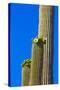 USA, Arizona, Tucson. Blooming cactus in Saquaro National Park.-Fred Lord-Stretched Canvas