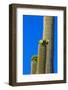 USA, Arizona, Tucson. Blooming cactus in Saquaro National Park.-Fred Lord-Framed Photographic Print