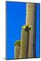 USA, Arizona, Tucson. Blooming cactus in Saquaro National Park.-Fred Lord-Mounted Photographic Print