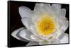 USA, Arizona, Tucson, Cricket Head Inn, Water Lilly-Peter Hawkins-Framed Stretched Canvas