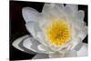 USA, Arizona, Tucson, Cricket Head Inn, Water Lilly-Peter Hawkins-Stretched Canvas